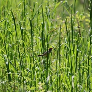 Phalaris aquatica at West Wodonga, VIC - 1 Nov 2020 11:45 AM