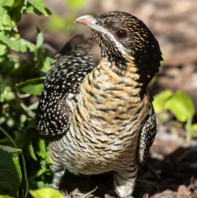 Eudynamys orientalis (Pacific Koel) at Macgregor, ACT - 1 Nov 2020 by Roger