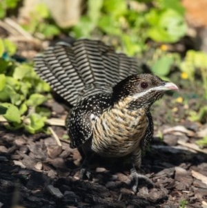 Eudynamys orientalis at Macgregor, ACT - 1 Nov 2020