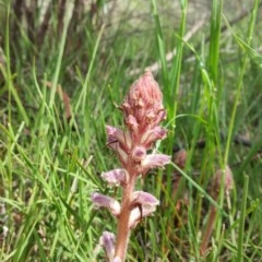 Orobanche minor (Broomrape) at The Pinnacle - 18 Oct 2020 by EllyK