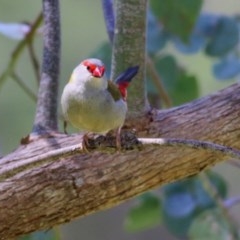 Neochmia temporalis (Red-browed Finch) at Wodonga - 1 Nov 2020 by Kyliegw