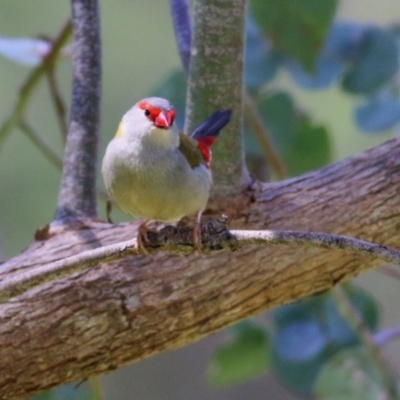 Neochmia temporalis (Red-browed Finch) at West Wodonga, VIC - 1 Nov 2020 by Kyliegw