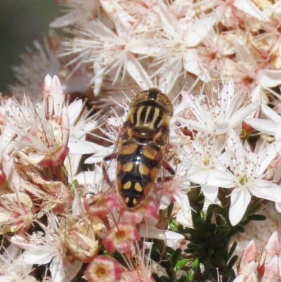 Eristalinus punctulatus (Golden Native Drone Fly) at Theodore, ACT - 1 Nov 2020 by owenh