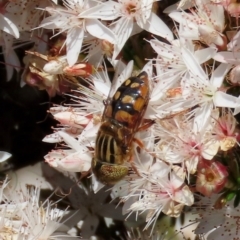 Eristalinus punctulatus at Theodore, ACT - 1 Nov 2020