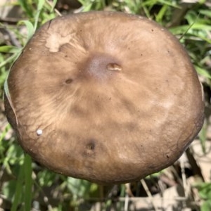 Oudemansiella gigaspora group at Black Range, NSW - 1 Nov 2020