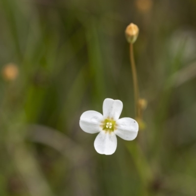 Mitrasacme polymorpha (Varied Mitrewort) at Penrose - 30 Oct 2020 by Aussiegall