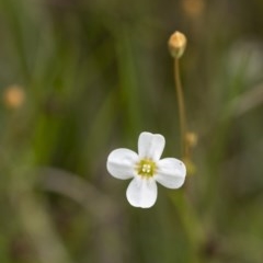 Mitrasacme polymorpha (Varied Mitrewort) at Penrose, NSW - 30 Oct 2020 by Aussiegall