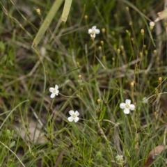 Mitrasacme polymorpha at Penrose, NSW - 30 Oct 2020