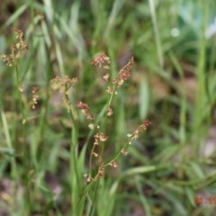 Rumex acetosella (Sheep Sorrel) at Weston, ACT - 1 Nov 2020 by AliceH