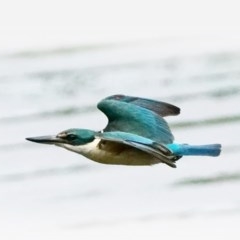 Todiramphus sanctus (Sacred Kingfisher) at Fyshwick, ACT - 25 Oct 2020 by dimageau