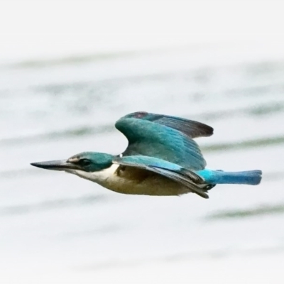 Todiramphus sanctus (Sacred Kingfisher) at Fyshwick, ACT - 25 Oct 2020 by DonTaylor