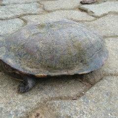 Chelodina longicollis (Eastern Long-necked Turtle) at Symonston, ACT - 1 Nov 2020 by CallumBraeRuralProperty