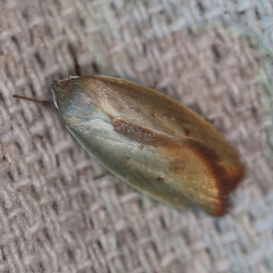 Ptyoptila matutinella at O'Connor, ACT - 17 Dec 2019 11:43 PM