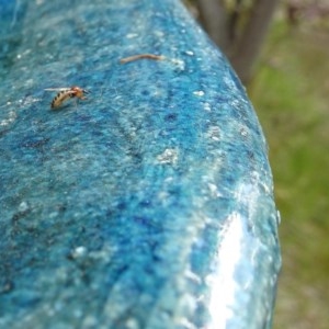 Bibionidae (family) at Aranda, ACT - 1 Nov 2020