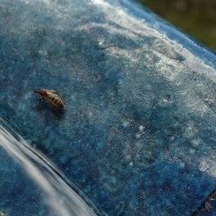 Bibionidae (family) at Aranda, ACT - 1 Nov 2020