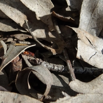 Mutillidae (family) (Unidentified Mutillid wasp or velvet ant) at Aranda, ACT - 1 Nov 2020 by Jubeyjubes