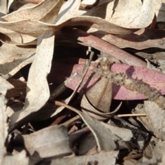 Mutillidae (family) at Aranda, ACT - 1 Nov 2020