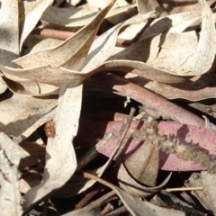 Mutillidae (family) at Aranda, ACT - 1 Nov 2020