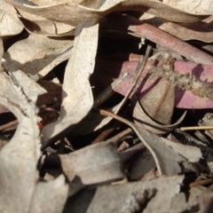 Mutillidae (family) at Aranda, ACT - 1 Nov 2020