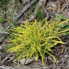 Xerochrysum viscosum (Sticky Everlasting) at Red Hill to Yarralumla Creek - 1 Nov 2020 by LisaH