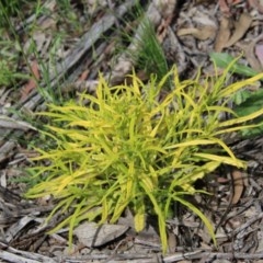 Xerochrysum viscosum (Sticky Everlasting) at Hughes Grassy Woodland - 1 Nov 2020 by LisaH