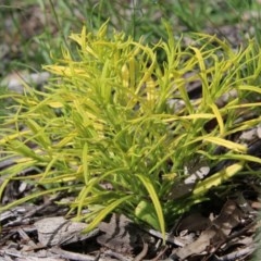 Xerochrysum viscosum at Hughes, ACT - 1 Nov 2020