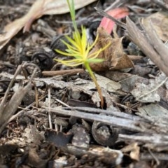 Xerochrysum viscosum at Hughes, ACT - 1 Nov 2020