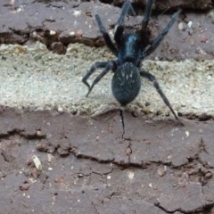 Badumna insignis (Black House Spider) at Aranda, ACT - 1 Nov 2020 by Jubeyjubes