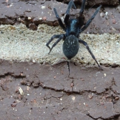 Badumna insignis (Black House Spider) at Aranda, ACT - 1 Nov 2020 by Jubeyjubes