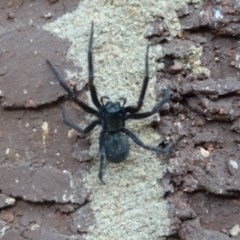 Badumna insignis at Aranda, ACT - 1 Nov 2020