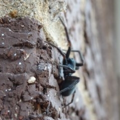 Badumna insignis at Aranda, ACT - 1 Nov 2020