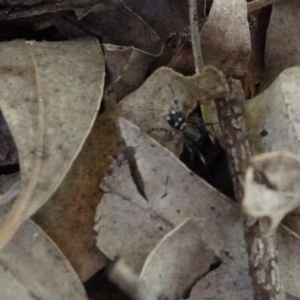 Zodariidae (family) at Aranda, ACT - 1 Nov 2020