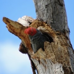 Callocephalon fimbriatum (Gang-gang Cockatoo) at Hughes Grassy Woodland - 1 Nov 2020 by LisaH