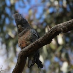 Callocephalon fimbriatum at Hughes, ACT - 1 Nov 2020