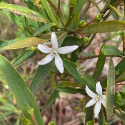 Philotheca myoporoides subsp. myoporoides (Long-leaf Waxflower) at Hughes Grassy Woodland - 1 Nov 2020 by LisaH