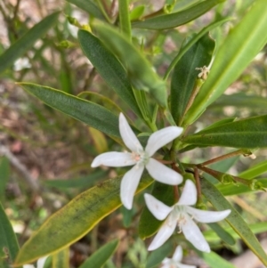 Philotheca myoporoides subsp. myoporoides at Hughes, ACT - 1 Nov 2020