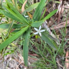 Philotheca myoporoides subsp. myoporoides at Hughes, ACT - 1 Nov 2020