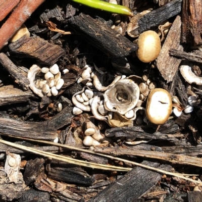 Cyathus sp. (A Bird's Nest Fungus) at Hughes Garran Woodland - 31 Oct 2020 by ruthkerruish