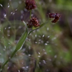 Luzula densiflora (Dense Wood-rush) at Coree, ACT - 1 Nov 2020 by JudithRoach