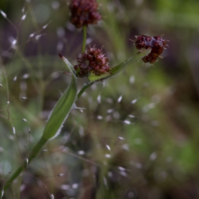 Luzula densiflora (Dense Wood-rush) at Coree, ACT - 31 Oct 2020 by JudithRoach