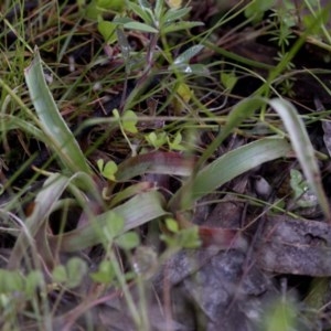 Luzula densiflora at Coree, ACT - 1 Nov 2020