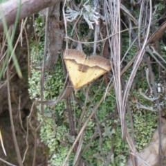 Anachloris subochraria (Golden Grass Carpet) at Paddys River, ACT - 1 Nov 2020 by SandraH