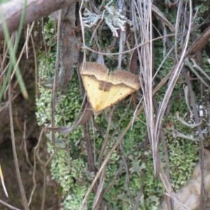 Anachloris subochraria at Paddys River, ACT - 1 Nov 2020