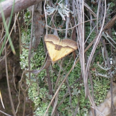 Anachloris subochraria (Golden Grass Carpet (Ennominae)) at Paddys River, ACT - 1 Nov 2020 by SandraH