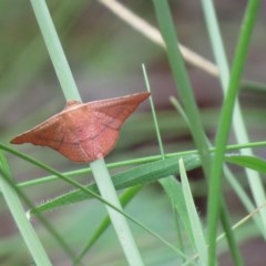 Aglaopus pyrrhata (Leaf Moth) at Paddys River, ACT - 1 Nov 2020 by SandraH