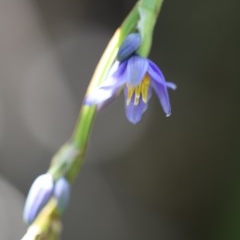 Dianella congesta at Eurobodalla National Park - 1 Nov 2020 by LocalFlowers