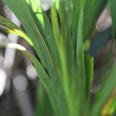 Dianella congesta at Corunna, NSW - 1 Nov 2020 12:41 PM