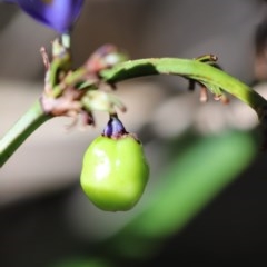 Dianella congesta at Corunna, NSW - 1 Nov 2020 12:41 PM