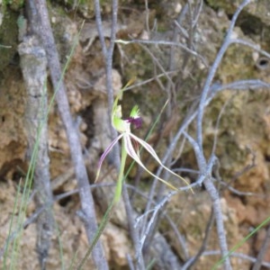 Caladenia parva at Paddys River, ACT - suppressed