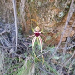 Caladenia parva at Paddys River, ACT - suppressed